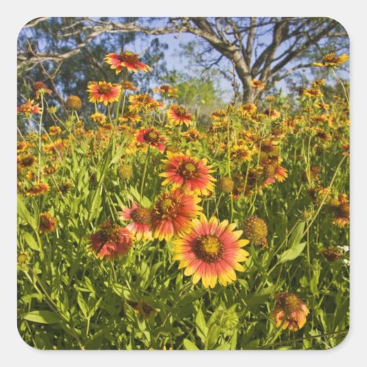 Wildblumen von Firewheels Gaillardia pulchella Quadratischer Aufkleber (Vorderseite)