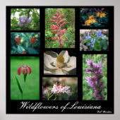 Wildblumen von Louisiana Poster (Vorne)