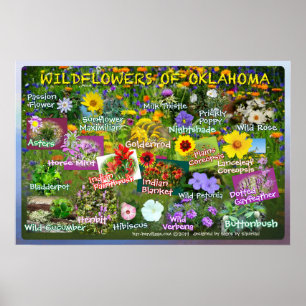 Wildblumen von Oklahoma-Plakat 19v2 Poster