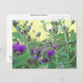 Wildblumen von Oklahoma Postkarte (Vorne/Hinten)