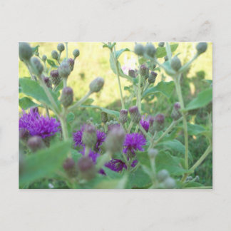 Wildblumen von Oklahoma Postkarte