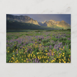 Wildblumen von Präirie füllen Wiese nahe See Postkarte