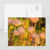 Wildblumen von Prairie Smoke in Aspen Grove Postkarte (Vorne/Hinten)