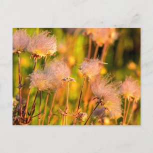 Wildblumen von Prairie Smoke in Aspen Grove Postkarte