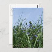 Wildblumen-Wiese-Postkarte Postkarte (Vorne/Hinten)
