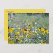 Wildblumen zur Prärie - Postkarte (Vorne/Hinten)