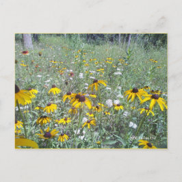 Wildblumen zur Prärie - Postkarte