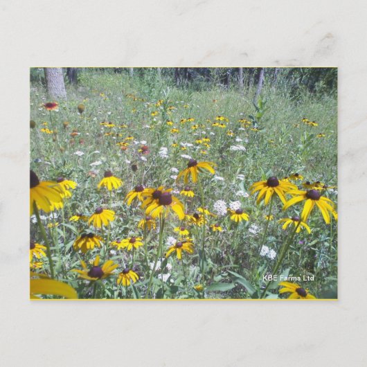 Wildblumen zur Prärie - Postkarte (Vorderseite)