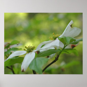 Wildblütenblüten aus Weißem Dogwood Poster