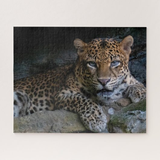 Wildcat Jaguar Animal Puzzle (Horizontal)