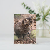 Wildcat Kitten Postkarte (Stehend Vorderseite)