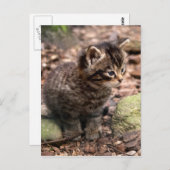 Wildcat Kitten Postkarte (Vorne/Hinten)