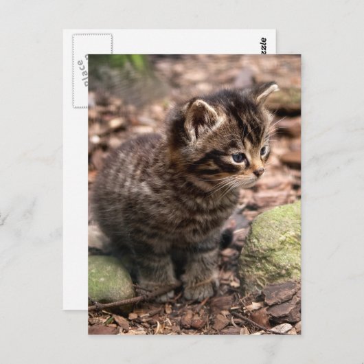 Wildcat Kitten Postkarte (Vorne/Hinten)