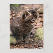 Wildcat Kitten Postkarte (Vorderseite)