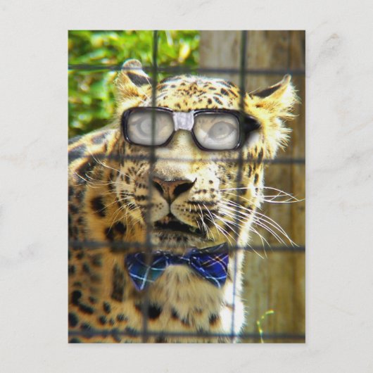 Wildcat Pidasol Postkarte (Vorderseite)