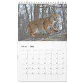 Wildcats Showcase Collection Wall Calendar Kalender (Jan 2026)