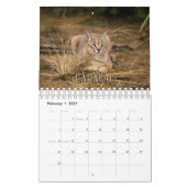 Wildcats Showcase Collection Wall Calendar Kalender (Feb 2027)