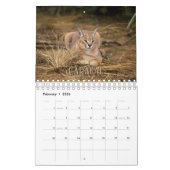 Wildcats Showcase Collection Wall Calendar Kalender (Feb 2026)