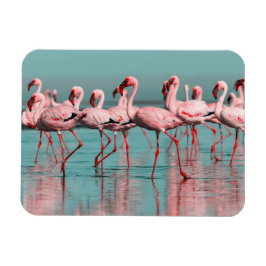 Wilde afrikanische Flamingos Magnet