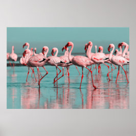Wilde afrikanische Flamingos Poster