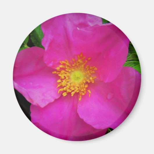 Wilde Alberta-Rose Kanada Helles Rosa Blüte Magnet (Vorne)