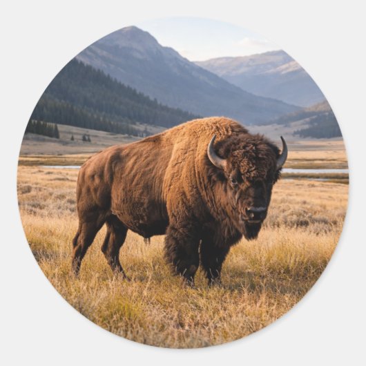 Wilde amerikanische Bisons Runder Aufkleber (Vorderseite)