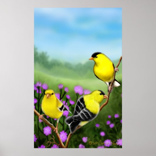 Wilde amerikanische Goldfinches Print Poster (Vorne)