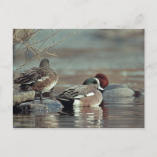 Wilde amerikanische Pfeifente Ente Postkarte