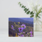 Wilde Asters Postkarte (Stehend Vorderseite)