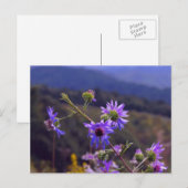 Wilde Asters Postkarte (Vorne/Hinten)