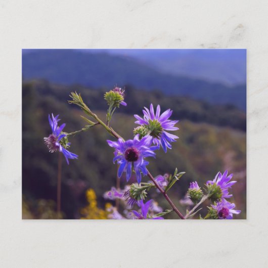 Wilde Asters Postkarte (Vorderseite)