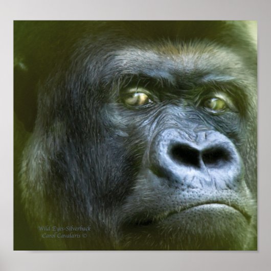 Wilde Augen - Silverback Art Poster/Print Poster (Vorne)