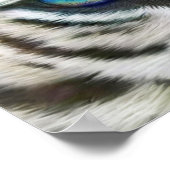 Wilde Augen - White Tiger Art Poster oder Print (Ecke)
