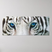 Wilde Augen - White Tiger Art Poster oder Print (Vorne)