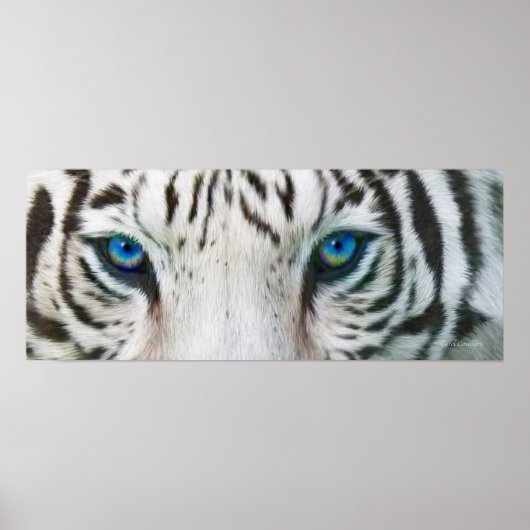 Wilde Augen - White Tiger Art Poster oder Print (Vorne)
