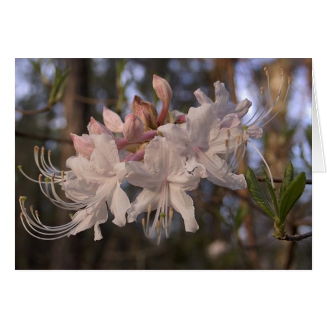 Wilde Azalee (Vorderseite (Horizontal))