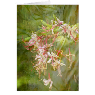 Wilde Azalee blüht = Frühjahr