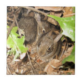 Wilde Baby-Häschen Fliese (Vorderseite)