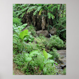 Wilde Bananen-Bäume Poster