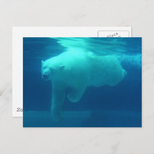 Wilde Bären Postkarte (Vorne/Hinten)