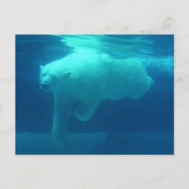 Wilde Bären Postkarte