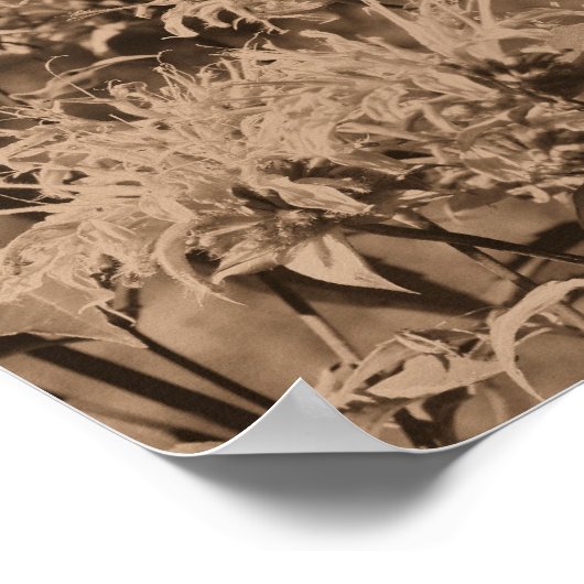 Wilde Bienen-Balm-Blume in Sepia Brown Poster (Ecke)