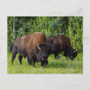 Wilde Bisons am Alaska Highway Postkarte