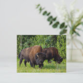 Wilde Bisons am Alaska Highway Postkarte (Stehend Vorderseite)