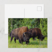 Wilde Bisons am Alaska Highway Postkarte (Vorne/Hinten)