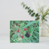 Wilde BlackBerry Postkarte (Stehend Vorderseite)