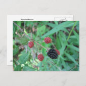Wilde BlackBerry Postkarte (Vorne/Hinten)