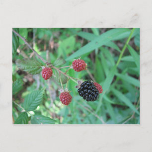 Wilde BlackBerry Postkarte
