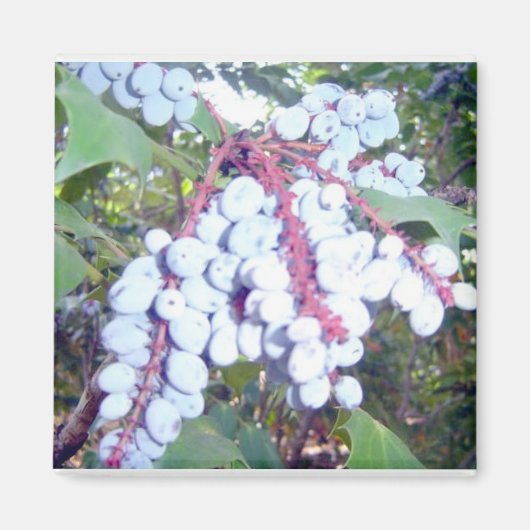 Wilde Blaubeeren Magnet (Vorne)