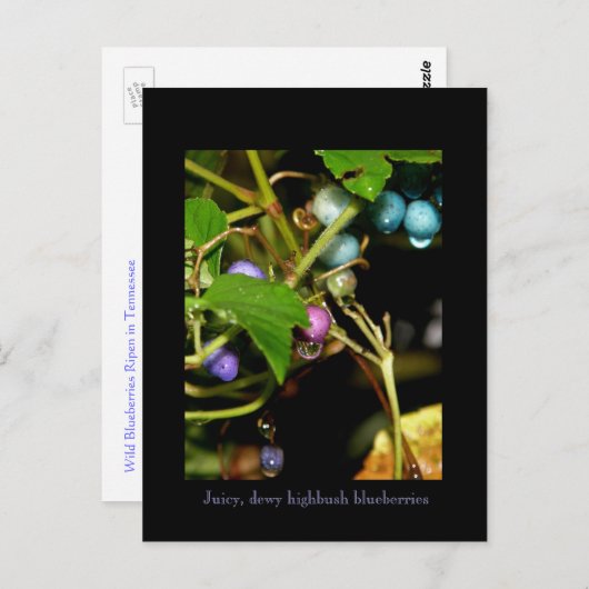 Wilde Blaubeeren Postkarte (Vorne/Hinten)